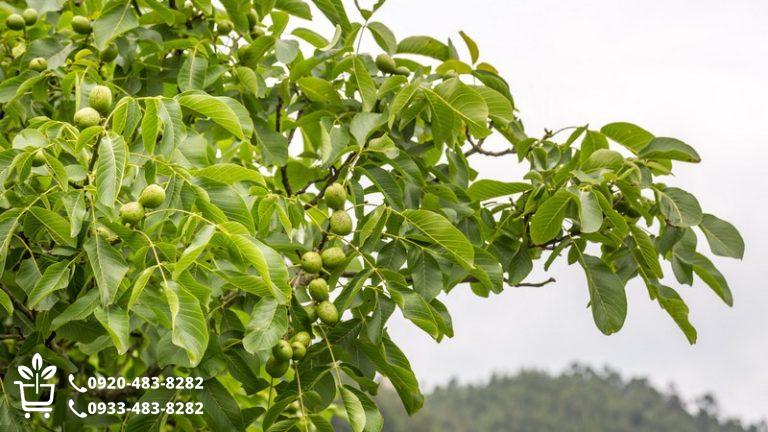 بهترین نهال گردو ایران؛ بررسی تخصصی ارقام تجاری و پرسود (آپدیت جامع ۲۰۲۶)