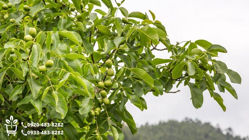 بهترین نهال گردو ایران