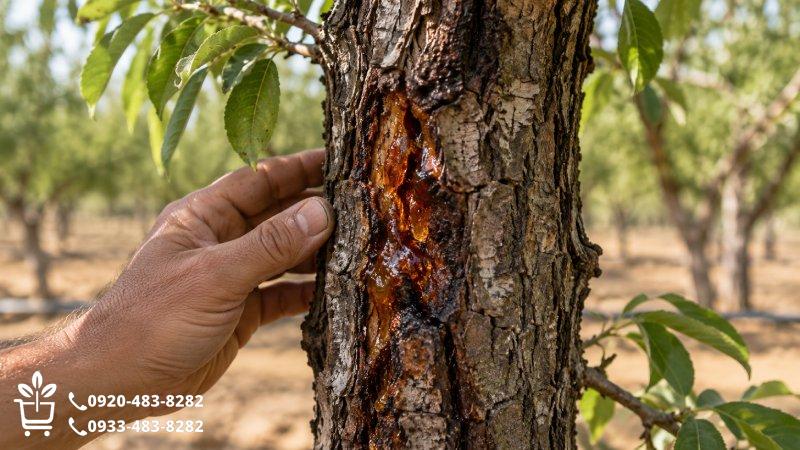 ترک پوست تنه و خروج شیره همیشه سطحی نیست؛ با راهنمای فروشگاه خرید نهال، نشانه‌های شانکر، پوسیدگی طوقه و آفات چوب‌خوار را بشناسید و برای بررسی درخت اقدام کنید."