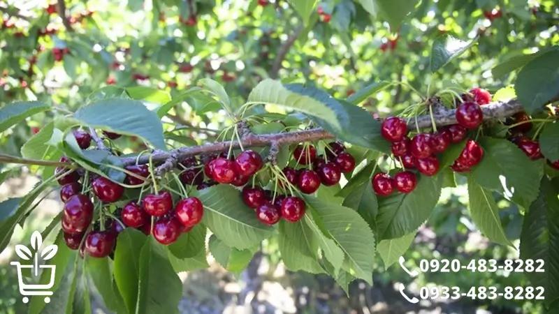 بهترین روش آبیاری نهال درخت آلبالو