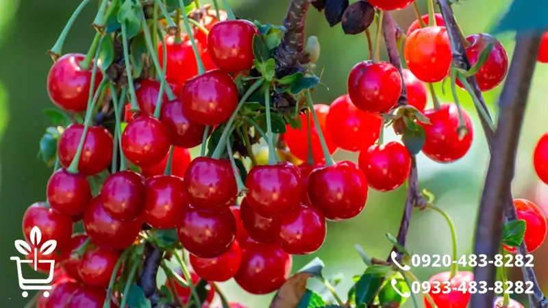 پرفروش ترین و خوشمزه ترین انواع نهال آلبالو