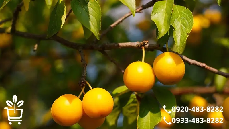 مقاومت نهال درخت آلو در مقابل سرما