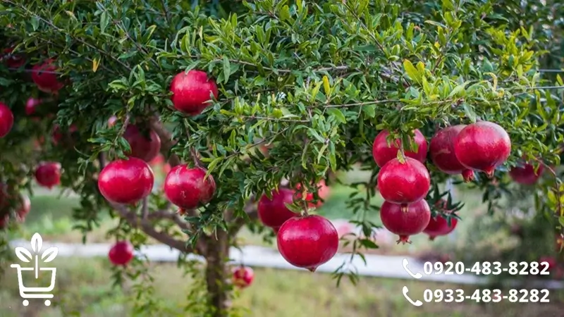 معرفی انواع نهال انار و ویژگی های هر رقم