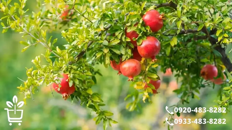 نکات کلیدی در خرید نهال انار