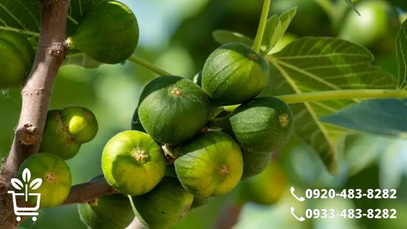 معرفی انواع نهال انجیر و ویژگی های هر رقم