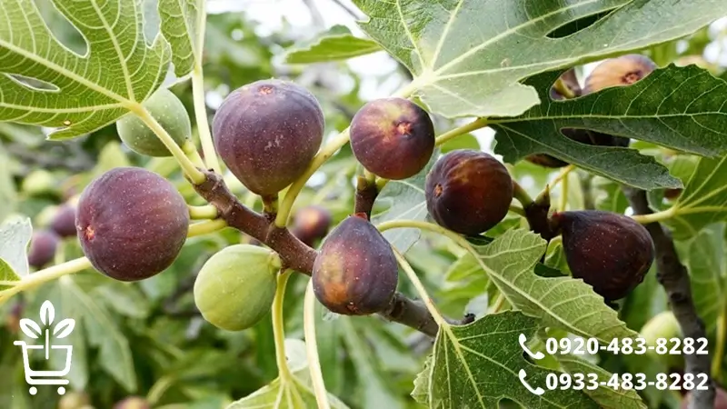 نکات کلیدی در خرید نهال انجیر: از سن نهال تا تضمین کیفیت