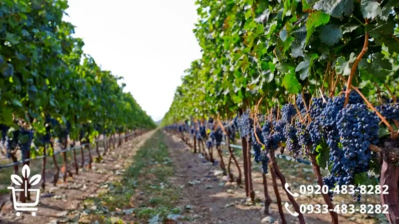 پرفروش ترین و خوشمزه ترین نهال های انگور