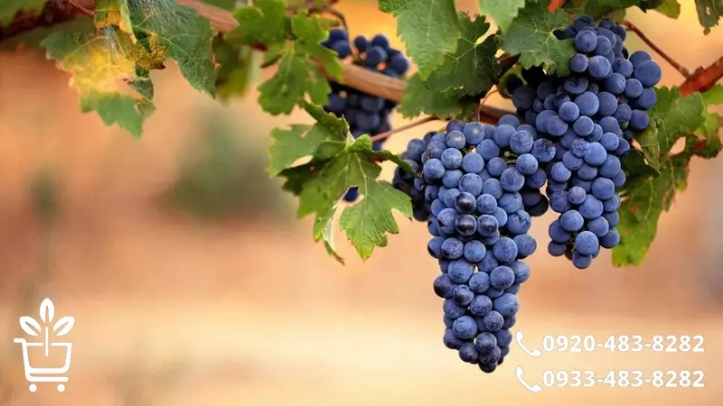 کدوم نهال انگور برای تو مناسبه؟