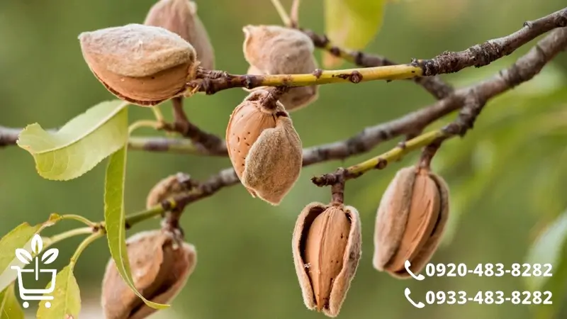 کدوم نهال بادام برای زمین تو مناسبه؟