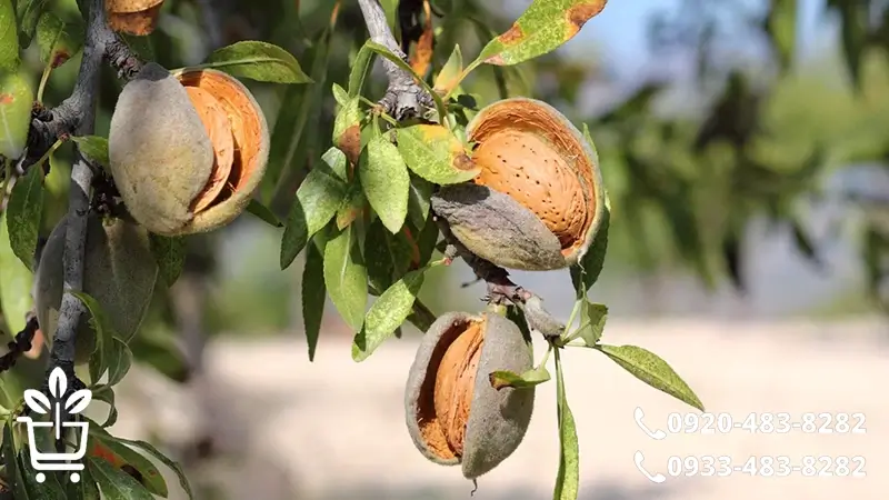 بهترین نهال های بادام تو فروشگاه خرید نهال