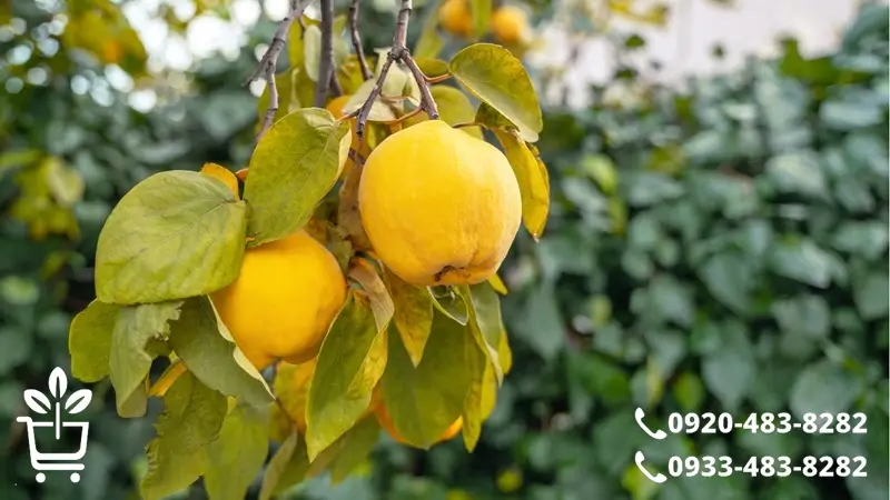 ویژگی های مهم نهال درخت به