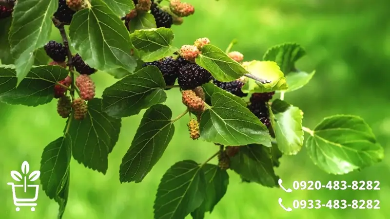 مزایای نهال درخت توت که باید بدانید!