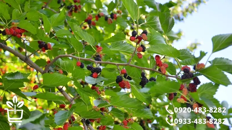 پرفروش ترین و خوشمزه ترین انواع نهال توت