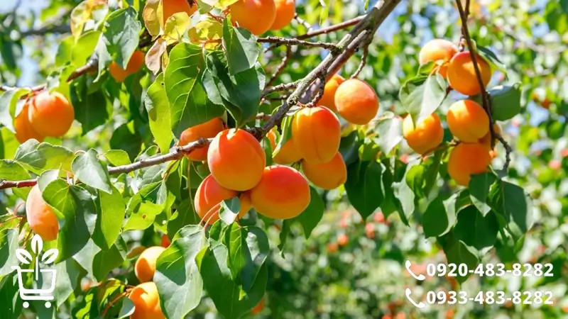 پرفروش ترین و خوشمزه ترین نهال های زردآلو