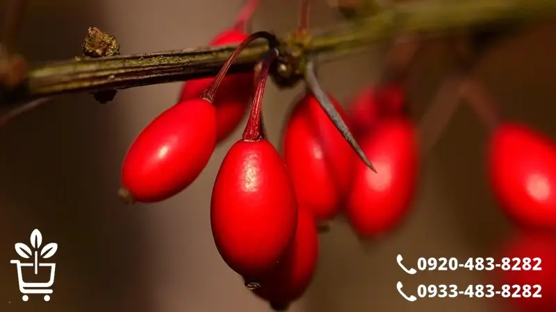 پرفروش ترین و پرسودترین ارقام نهال زرشک