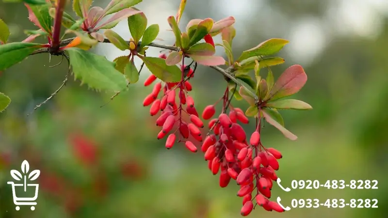 نحوه کاشت و شرایط کاشت نهال زرشک