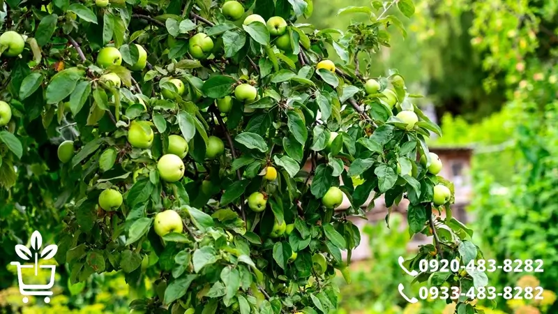 پرفروش ترین و پرسودترین انواع نهال سیب در سایت ما