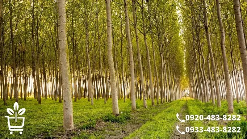 کدوم صنوبر برای زمین تو مناسبه؟