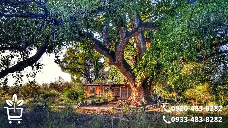 بهترین رقم های نهال صنوبر تو نهالستان