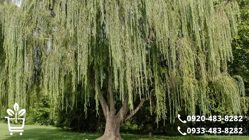 مزایای نهال غیرمثمر نسبت به مثمر