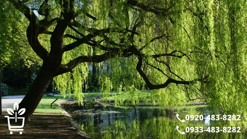 پرفروش ترین و زیباترین نهال های غیرمثمر