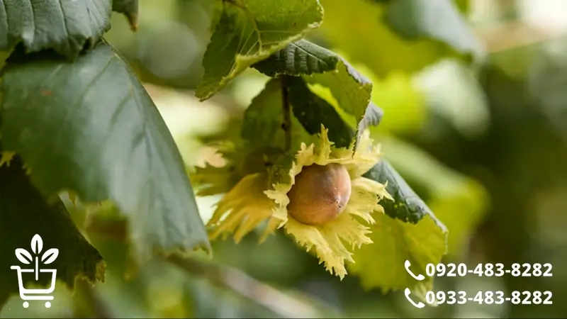 معرفی انواع نهال فندق و ویژگی های هر رقم