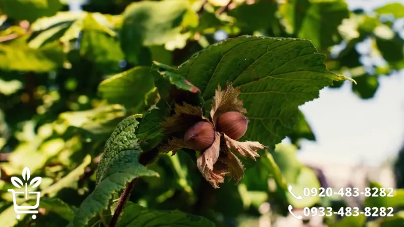 نکات طلایی در خرید نهال فندق
