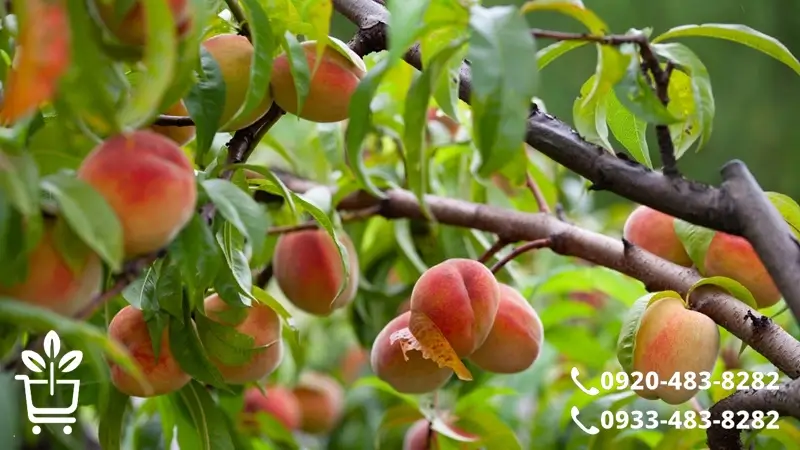 پرفروش ترین و پول سازترین انواع نهال هلو