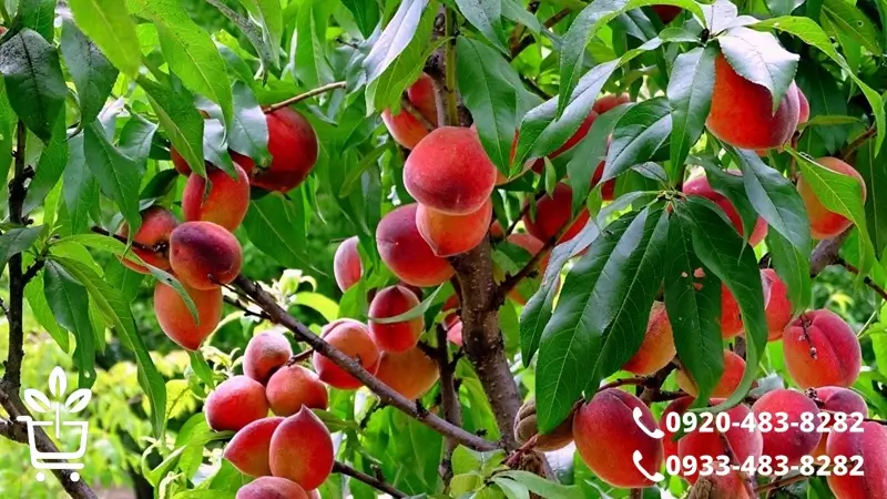 نکات کلیدی قبل از خرید نهال هلو