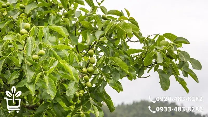 کدام نهال گردو برای زمین تو مناسب است؟