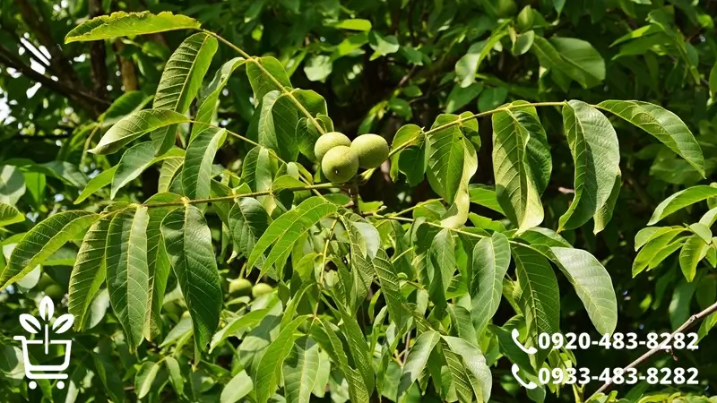 چرا کاشت نهال گردو یک انتخاب عاقلانه است؟