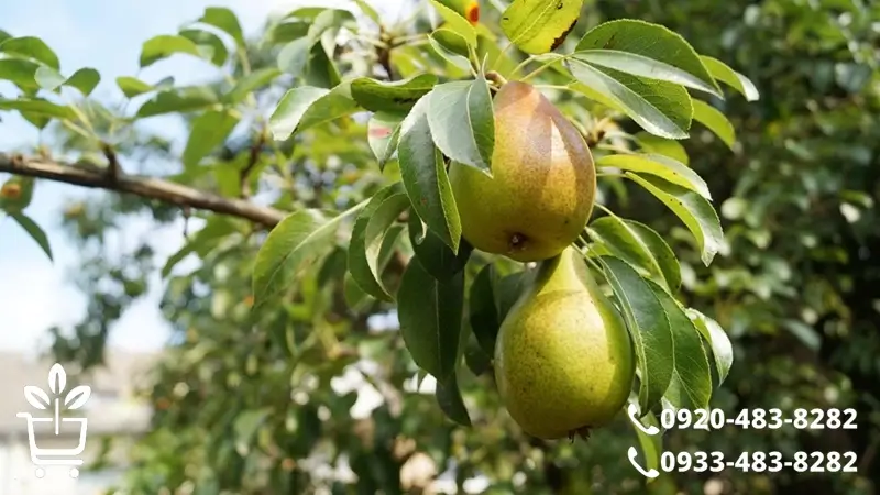 پرفروش ترین و پول سازترین انواع نهال گلابی