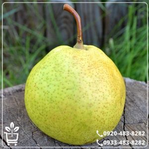 قیمت نهال گلابی سیبری