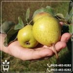 خرید نهال گلابی سیبری