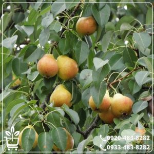 قیمت نهال گلابی کنکورد