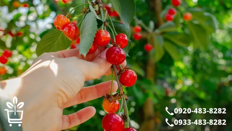 پرفروش ترین و خوشمزه ترین نهال های گیلاس