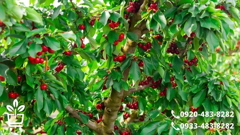 نهال گیلاس تو کدوم شهر و منطقه جواب می ده؟