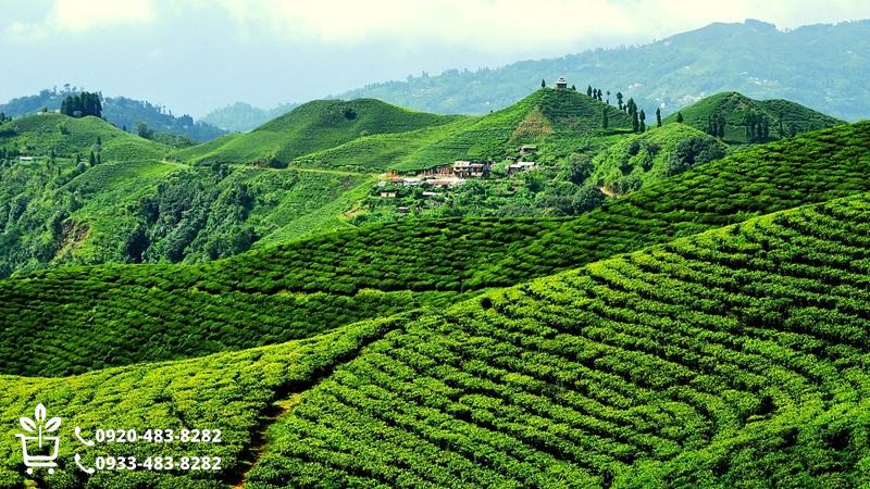 خرید نهال در ایلام