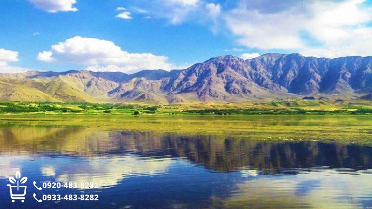 راهنمای کامل خرید نهال در بروجن