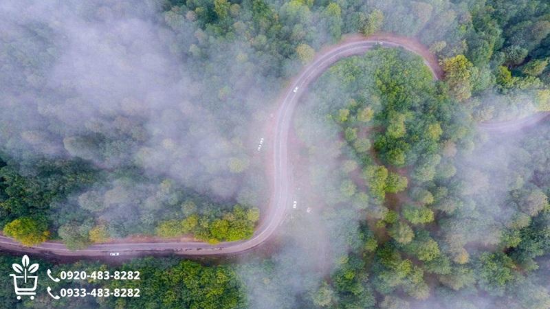 خرید نهال در خلخال