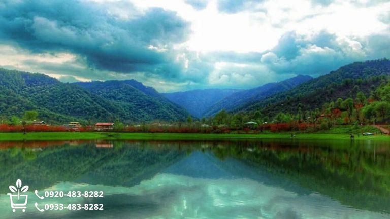 راهنمای کامل خرید نهال در رشت