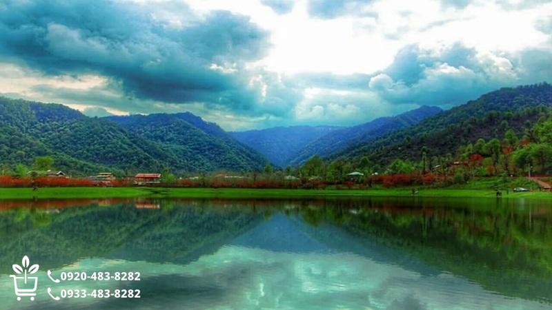 خرید نهال در رشت