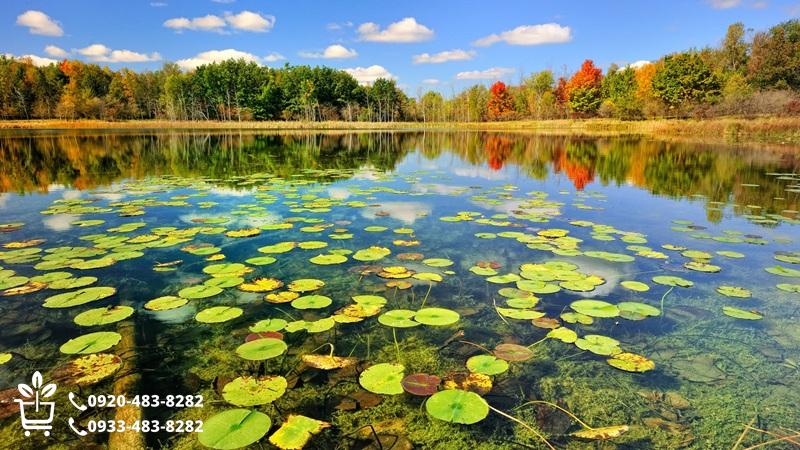 خرید نهال در شهرکرد