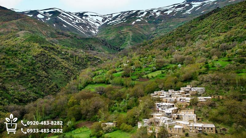 خرید نهال در میانه