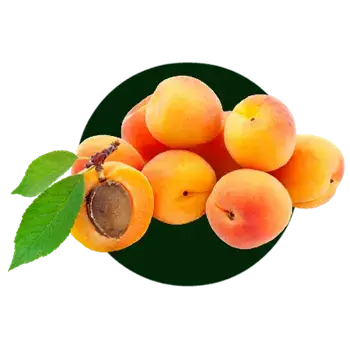 نهال زرد آلو