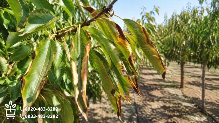 سوختگی حاشیه برگ؛ آب شور، گرما یا کمبود پتاسیم؟