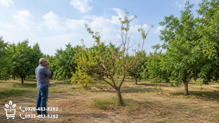 درخت من در تابستان چرا ضعیف شده؟ راهنمای عیب‌یابی مرحله‌ به‌ مرحله