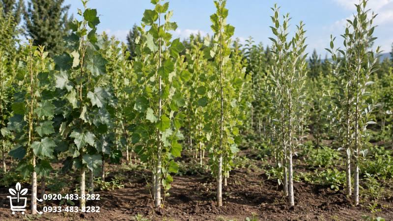 معرفی بهترین ارقام نهال صنوبر و بررسی تفاوت‌های مهم آن‌ها