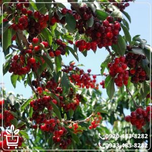 قیمت نهال آلبالو بوترمو