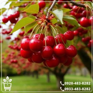 خرید نهال آلبالو بوترمو